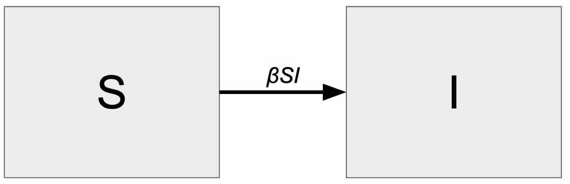 A diagram showing compartments
                             representing S and I with an arrow going from S to I with beta S I above it.